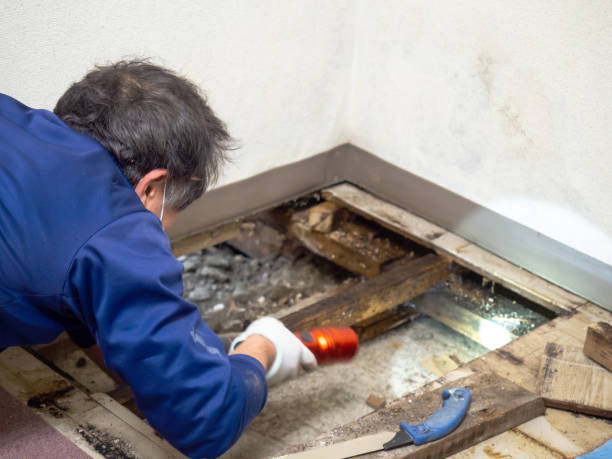 Best Professional Mold Removal  in Montgomery, WV