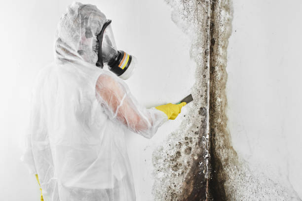 Best Mold Removal Company Near Me  in Montgomery, WV