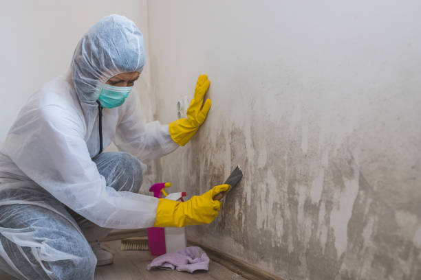 Mold Testing and Removal in Montgomery, WV