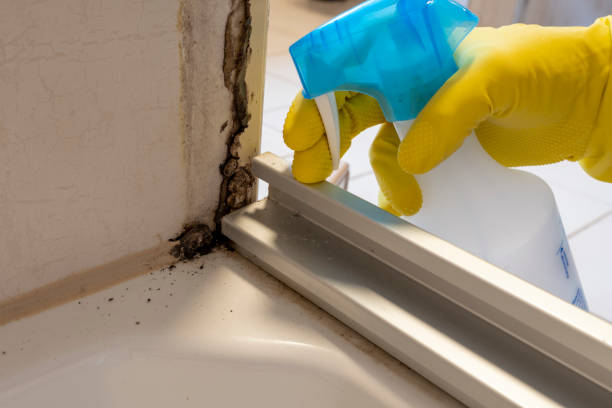 Best Office Mold Removal Services  in Montgomery, WV