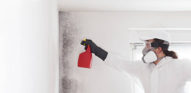 Best Commercial Mold Removal  in Montgomery, WV