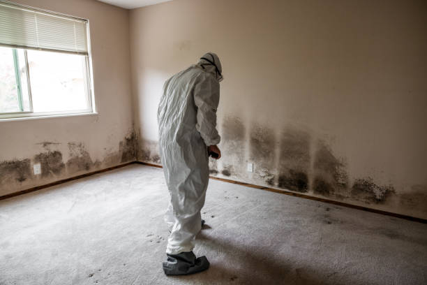 Trusted Montgomery, WV Mold Removal Experts