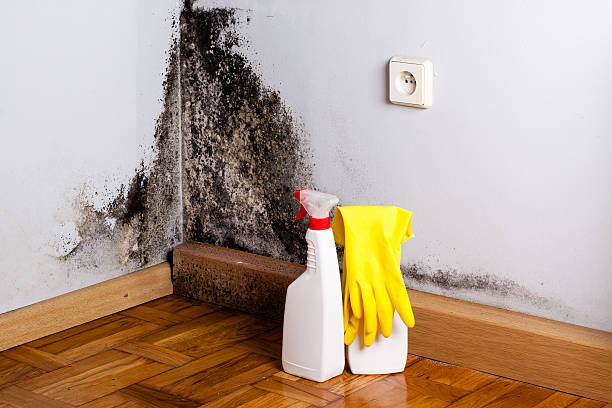 Best Home Mold Removal  in Montgomery, WV
