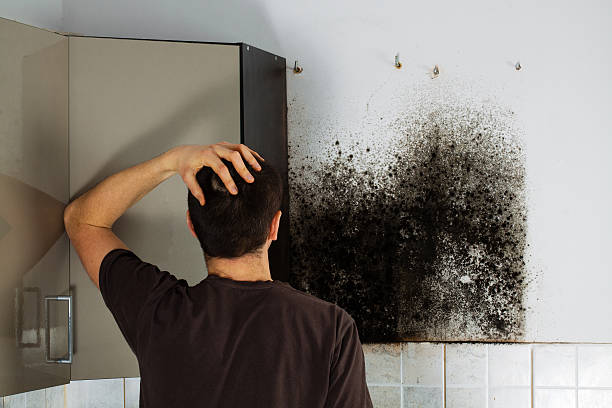 Best Attic Mold Removal  in Montgomery, WV