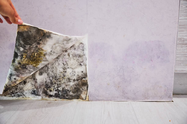 Best Residential Mold Removal  in Montgomery, WV